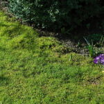 Bahçenizin Koşullarının Yosun Çimine Uygun Olup Olmadığı Nasıl Anlaşılır