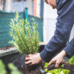Bahçenizi Zararlılara Karşı Daha Dayanıklı Hale Getiren Biberiye Eşlik Eden Bitki