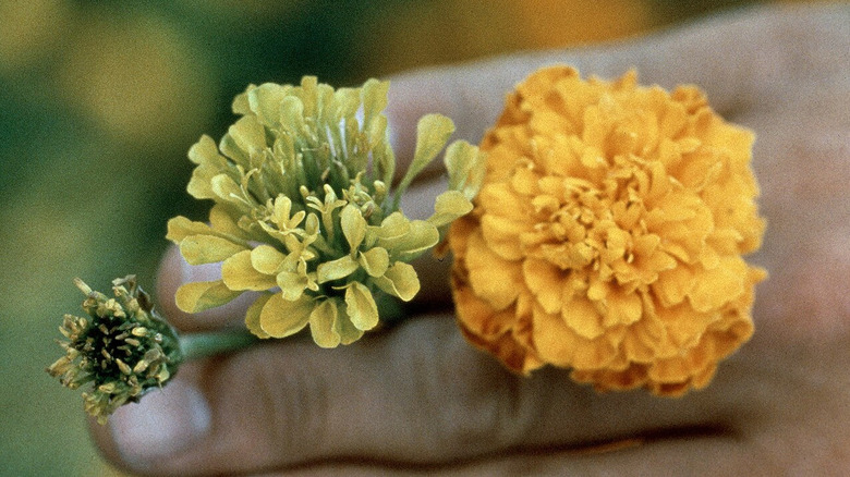 Aster sarıları fitoplazma enfeksiyonunun kadife çiçeği ve tagetes çiçekleri üzerine etkileri