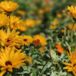 Bahçıvan, Flower'ın 'Muhteşem' Yeni Görünümünü Paylaşıyor - Sürpriz, Muhtemelen Hastalıklı