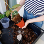 Plastik Fidanlık Saksılarını Atmayın, Bunları İleri Teknoloji Saksılara Dönüştürün