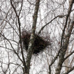 Kuşların Yuva Yapabileceği Rengarenk Çiçeklerle Hızla Gelişen Huş Ağacı Çeşitleri