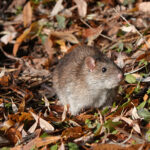 Kaçınmak İsteyebileceğiniz Zararlıları Çeken Evcil Hayvan Alışkanlığı