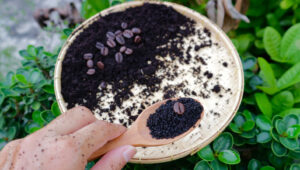 Kahve Telveleriyle Büyüyen ve Daha İyi Büyüyen 8 Çok Yıllık Bitki