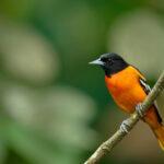 Eski Bir Kavanozu Kuş Besleyiciye Dönüştürün Sarıasmaların Dayanamadığı