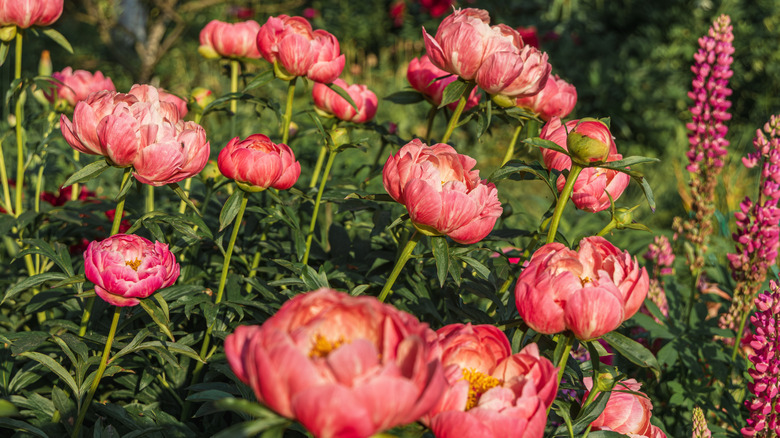 Çiçek bahçesine dikilen mercan çekicilik şakayık