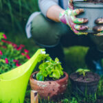 Verandanızın Yakınına Dikmeyi Yeniden Düşünmek İsteyebileceğiniz Güzel Şakayık Çeşitleri
