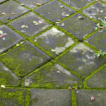 Çamaşır Zımbası İle Beton Döşemelerdeki ve Garaj Yollarındaki Yosunlardan Kurtulun