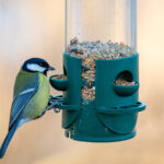 Pişmiş Patates İçin Geleneksel Kuş Tohumunu Atın