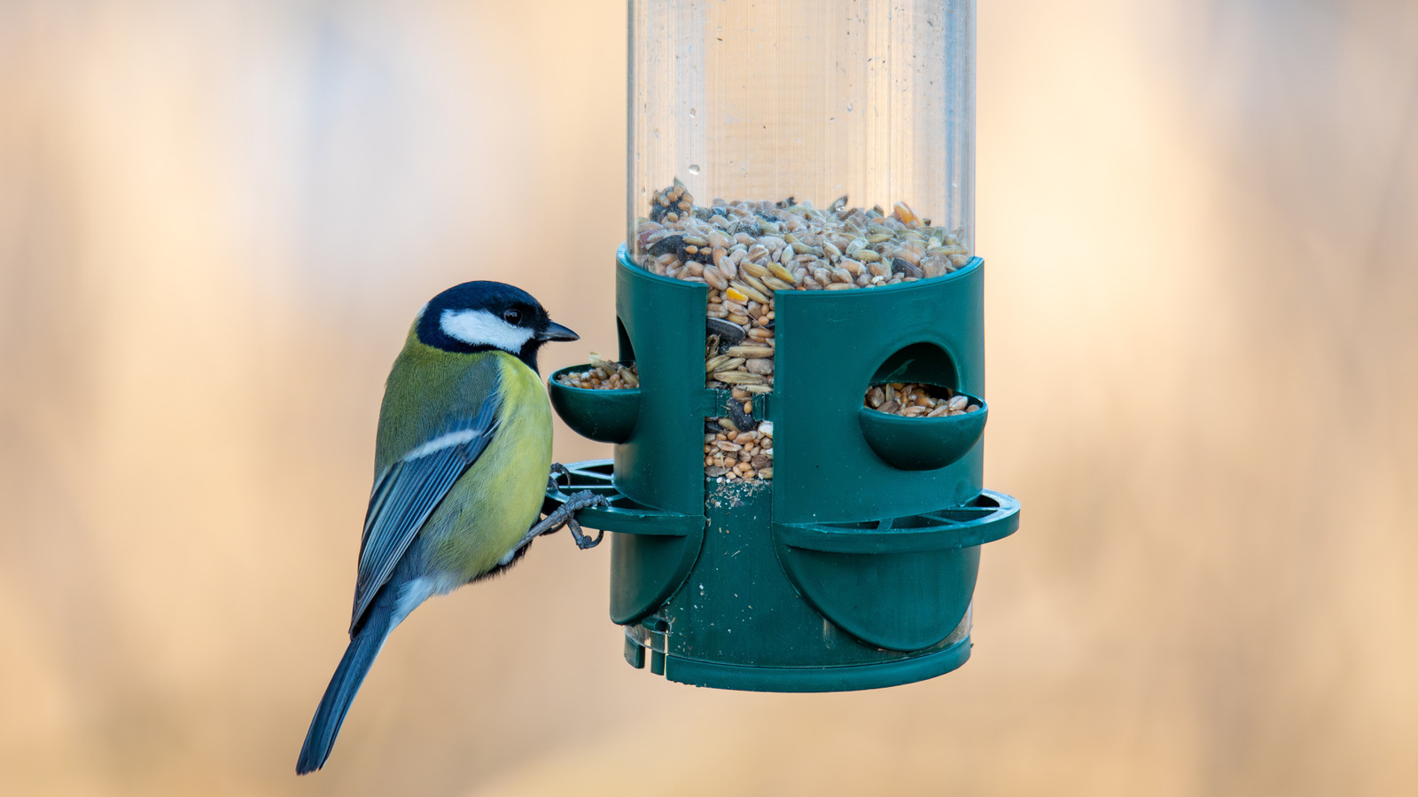 Pişmiş Patates İçin Geleneksel Kuş Tohumunu Atın