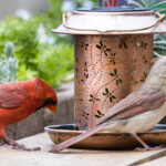 Kuşlar İçin Güvenli Bir Gölgelik Sağlayan Kardinallerin İlgisini Çeken Çalı