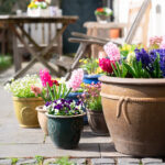 Toprağa Gerek Yok: Verandanızda Bir Kase Suda Yetiştirebileceğiniz Çarpıcı Çiçek