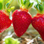 Bu Yaz Daha Sağlıklı Çilekler İçin Temel Bahçecilik Görevi