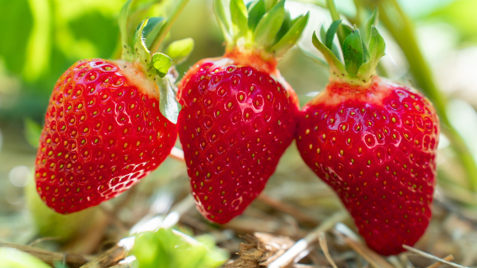 Bu Yaz Daha Sağlıklı Çilekler İçin Temel Bahçecilik Görevi