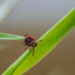 Bahçenizde Bir Pire Veya Kene Bulursanız Ne Yapmalısınız?