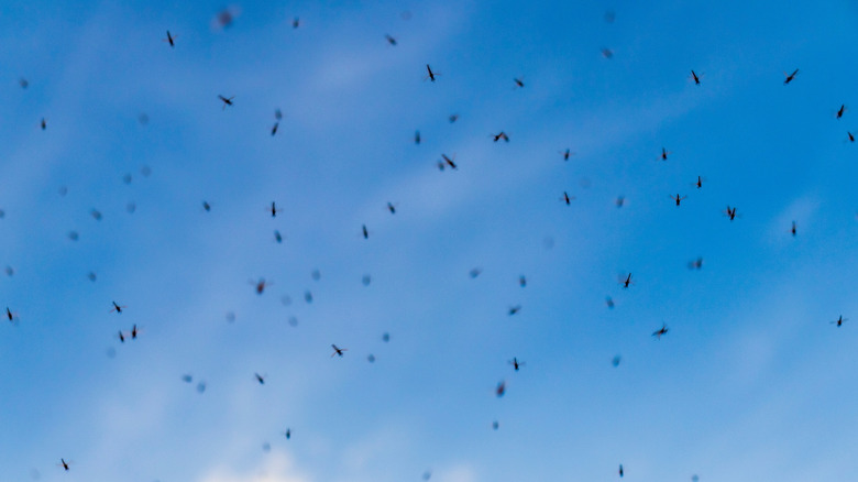 Tatarcıkların yakından görünümü