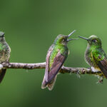 Bu Ateşli Çok Yıllık Çiçeği Ekin ve Sinek Kuşlarının Bahçenize Akınını İzleyin