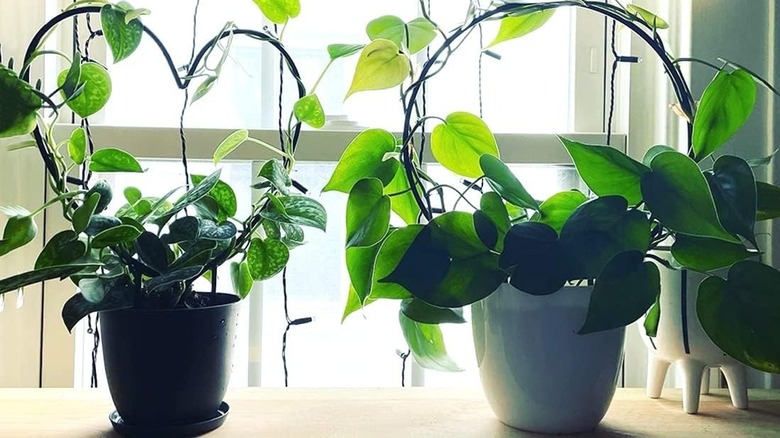 Kalp ve top şeklinde tel çerçeveli üç farklı sarmaşık bitkisinden oluşan bir koleksiyon.