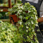 Basit Bir Asma Bitkisini Büyük ve Güzel Bir Açıklama Parçasına Dönüştürün