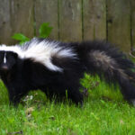 Yaz Kabağı Yetiştirin ve Muhtemelen Kokarcalara Elveda Deyin