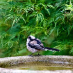 Walmart'ın En Çok Satan Kuş Banyosu 30 Doların Altında