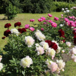 Harika Kokan ve Sınırlarda Harika Görünen Ödüllü Şakayık Çeşitleri