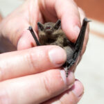 Evinizde Bebek Yarasa Bulursanız Ne Yapmalısınız?