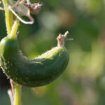 Salatalıklarınız Neden Tuhaf Şekillerde Büyüyor (Ve Bundan Nasıl Kaçınabilirsiniz)