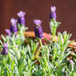 Saksı Lavanta Bitkinize Yaz Aylarında Daha Fazla Çiçek Açması İçin Bahar Desteği Nasıl Verilir?