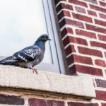 Kuş Kakasını Windows'tan Hızlı Bir Şekilde Kaldırma