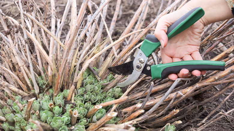 Sedumları kesen bir kişi