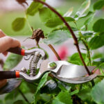 Bol Çiçeklenmeler İçin Bu Çok Yıllık Bitkilere Nisan Ayında Sert Bir Budama Verin