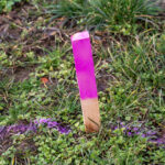 Çimlerinizde Mor Yardımcı İşaretler Bulursanız Ne Yapmalısınız?