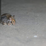 Garajınızda Kemirgen Dışkıları Bulunursa Ne Yapmalısınız?