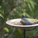 Basit Bir Kuş Banyosunu Kuşların Bayılacağı Dekoratif Bir Özelliğe Dönüştürün