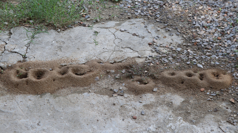 Araba yolunun kenarı boyunca bir sıra karınca yuvası