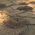 Araba Yolunuzda Karınca Tepeleri Bulmaya Devam Ediyorsanız Ne Yapmalısınız?