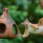 Dayanamayacakları 22 Dolarlık Amazon En Çok Satanlar ile Sincapları Kuş Besleyicinizden Uzak Tutun