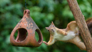 Dayanamayacakları 22 Dolarlık Amazon En Çok Satanlar ile Sincapları Kuş Besleyicinizden Uzak Tutun