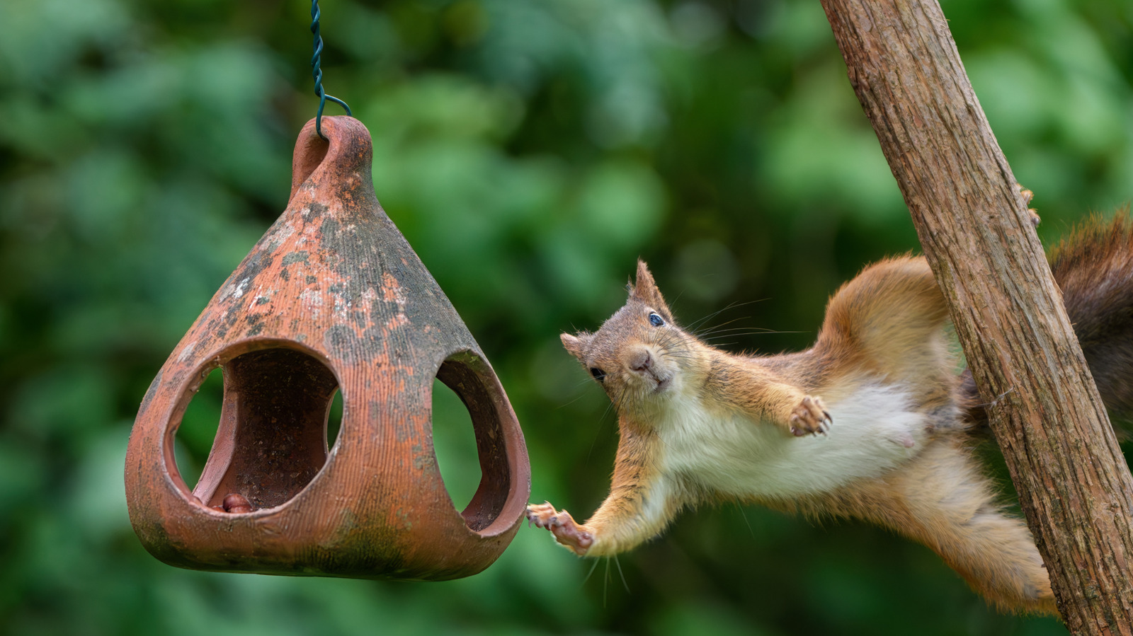 Dayanamayacakları 22 Dolarlık Amazon En Çok Satanlar ile Sincapları Kuş Besleyicinizden Uzak Tutun