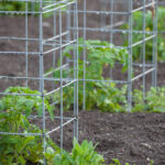 Bahar Bitkilerini Korumak İçin Domates Kafesini Mini Seraya Dönüştürün