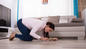 Zeminde Küçük Böcek Kanatları Bulursanız Ne Yapmalısınız?