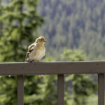 Güverte Korkuluğunuza Monte Edilecek Amazon'daki Kuş Banyosu ve Besleyici Kombinasyonu