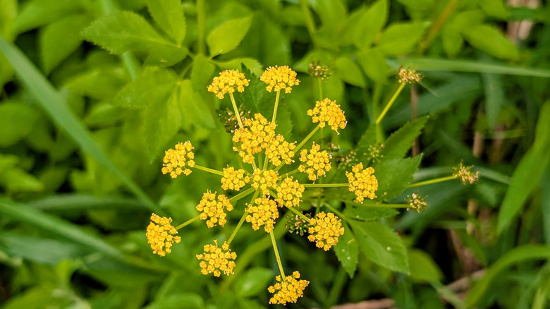 Altın İskender'e yakın çekim