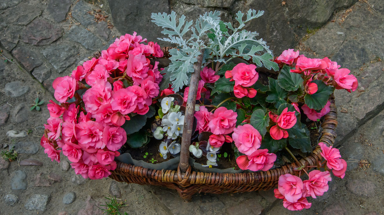 konteynerde diğer bitkilerle birlikte büyüyen pembe begonyalar