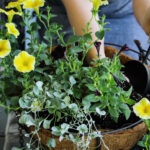 Göz Alıcı Saksı İçin En İyi 12 Dolgu Bitkisi