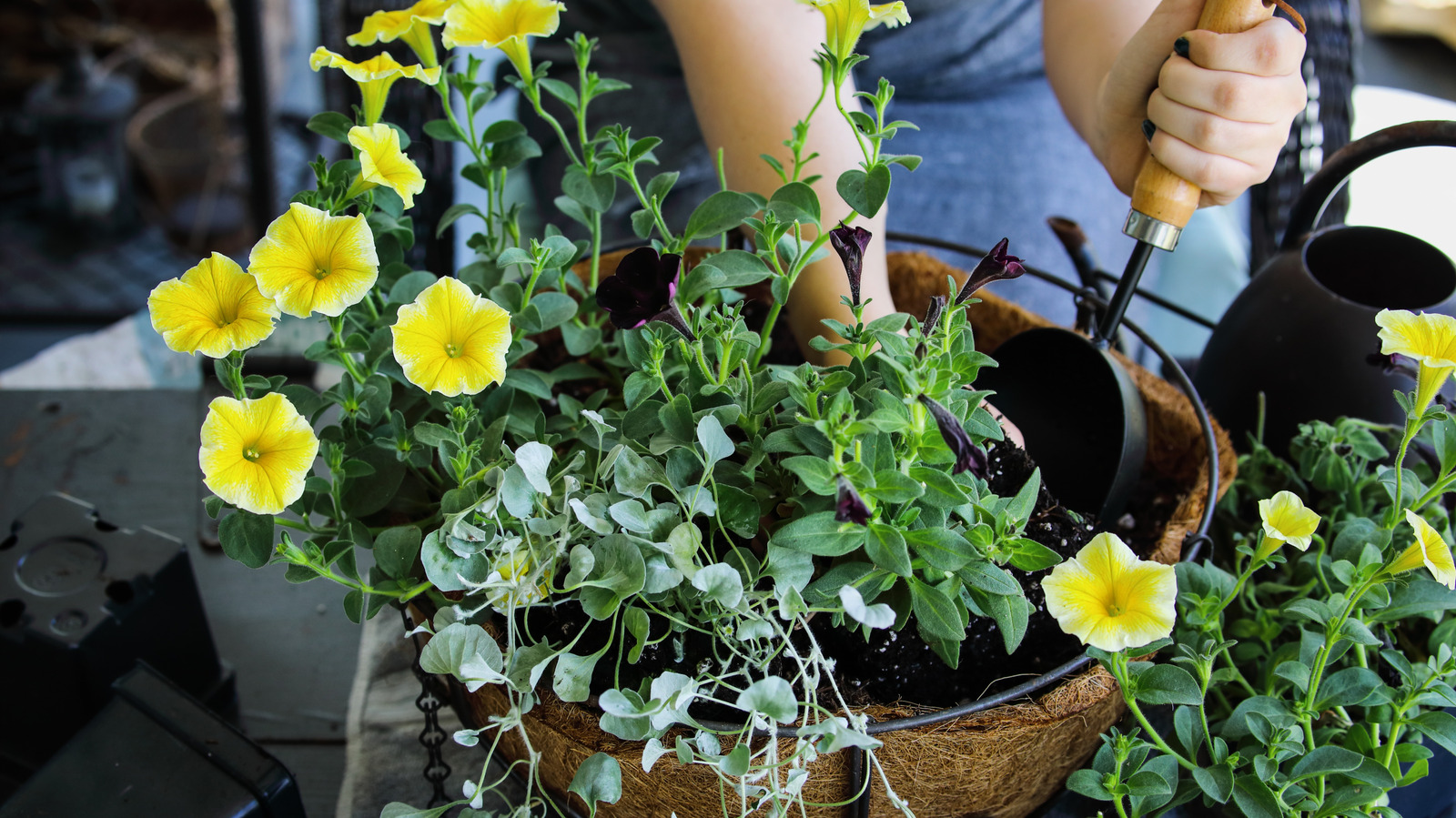 Göz Alıcı Saksı İçin En İyi 12 Dolgu Bitkisi
