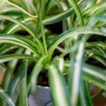 Basit Bir Örümcek Bitkisini İfade Parçasına Dönüştüren Basit Kök Tasarımı