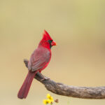 Amazon, Çeşitli Tüylü Arkadaşların İlgisini Çeken, Sincap Korumalı Bir Kuş Besleyicisine Sahiptir