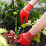 Eldivenlerinizi Giyin - Bahçenizde Farkında Olmanız Gereken 11 Zehirli Ot